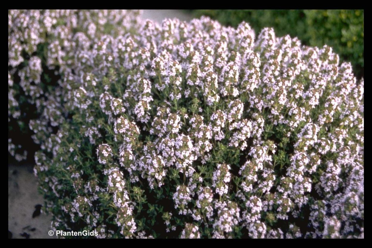 Тимьян обыкновенный Компактус