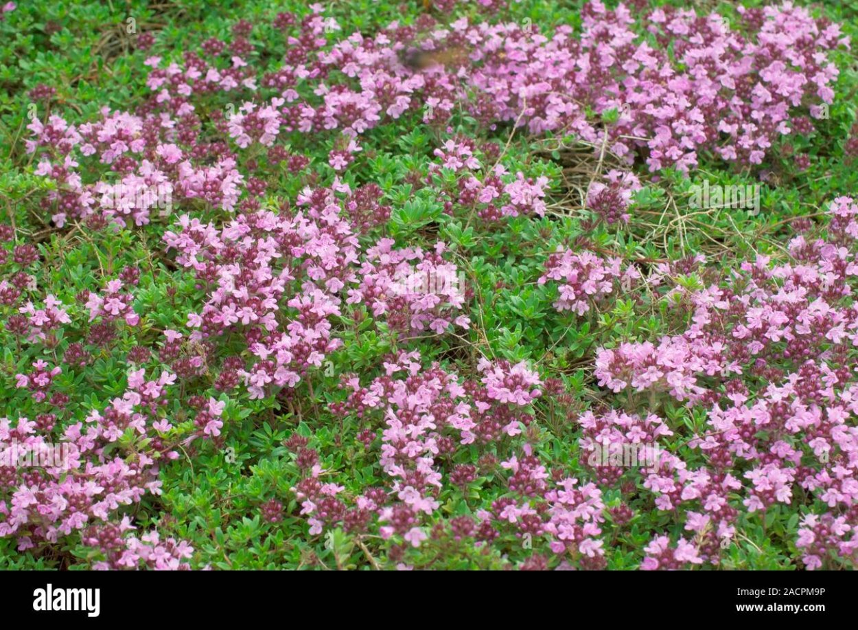 Тимьян вульгарис