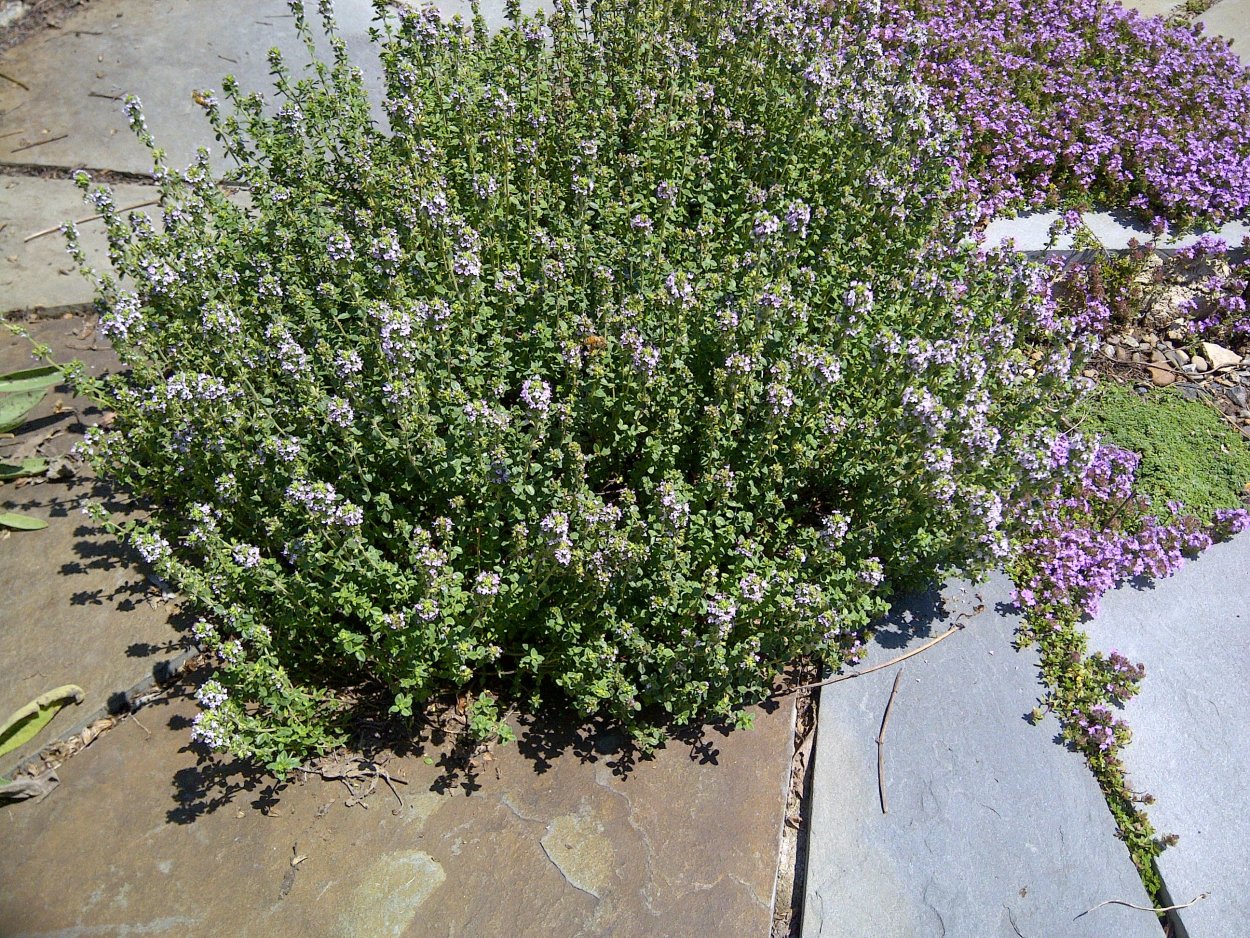 Тимьян полукустарник