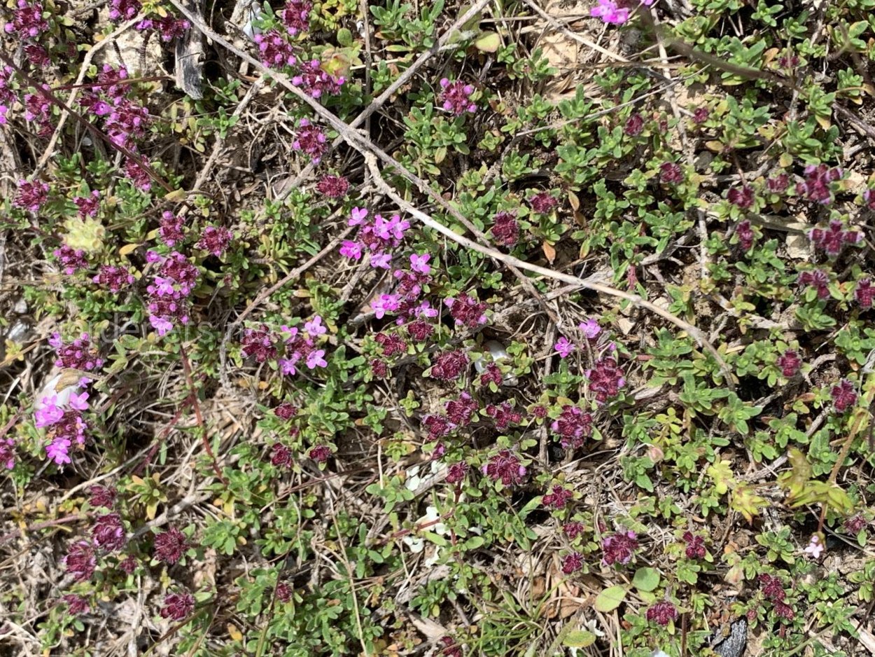 Тимьян ползучий РДР