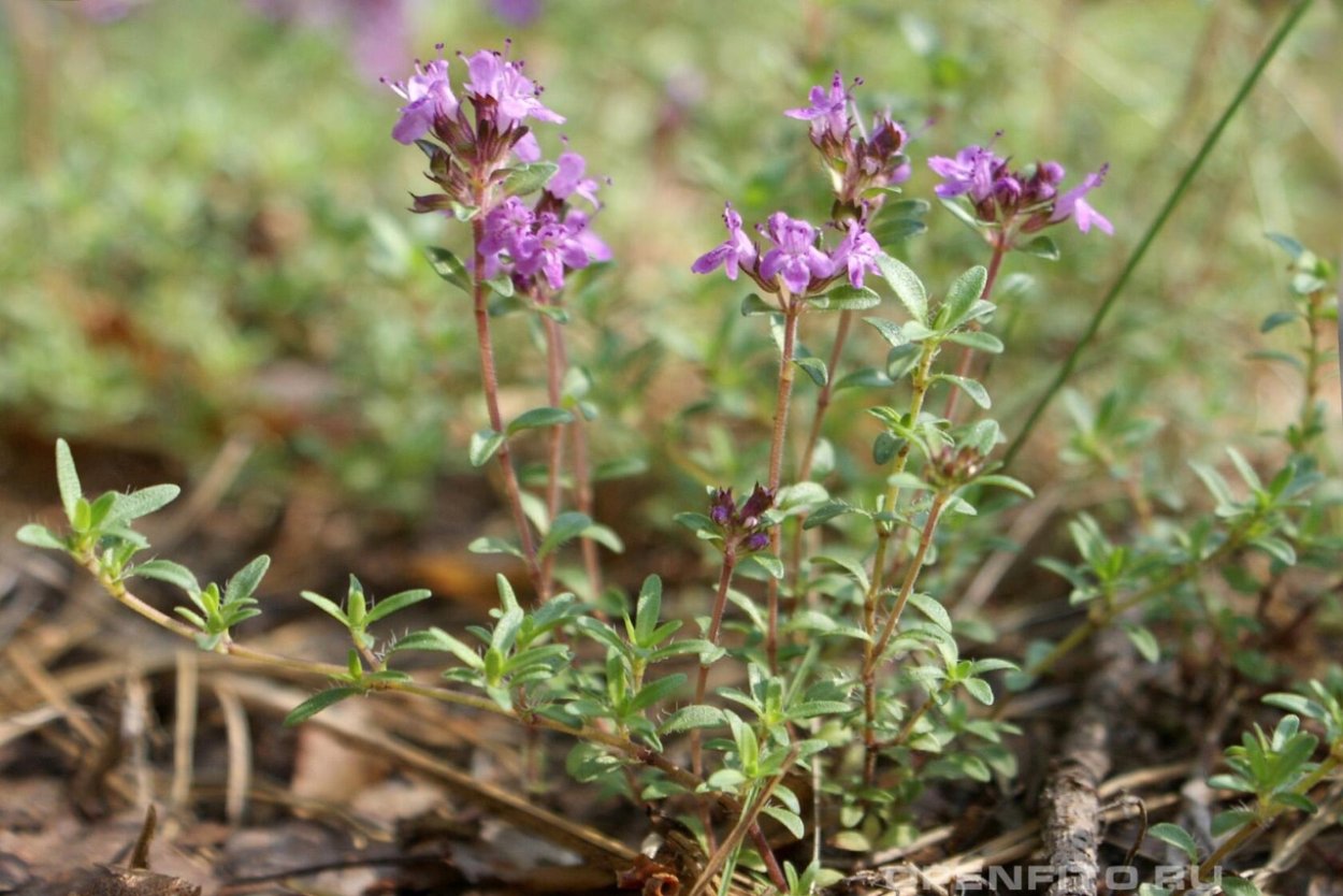 Тимьян ложноблошиный