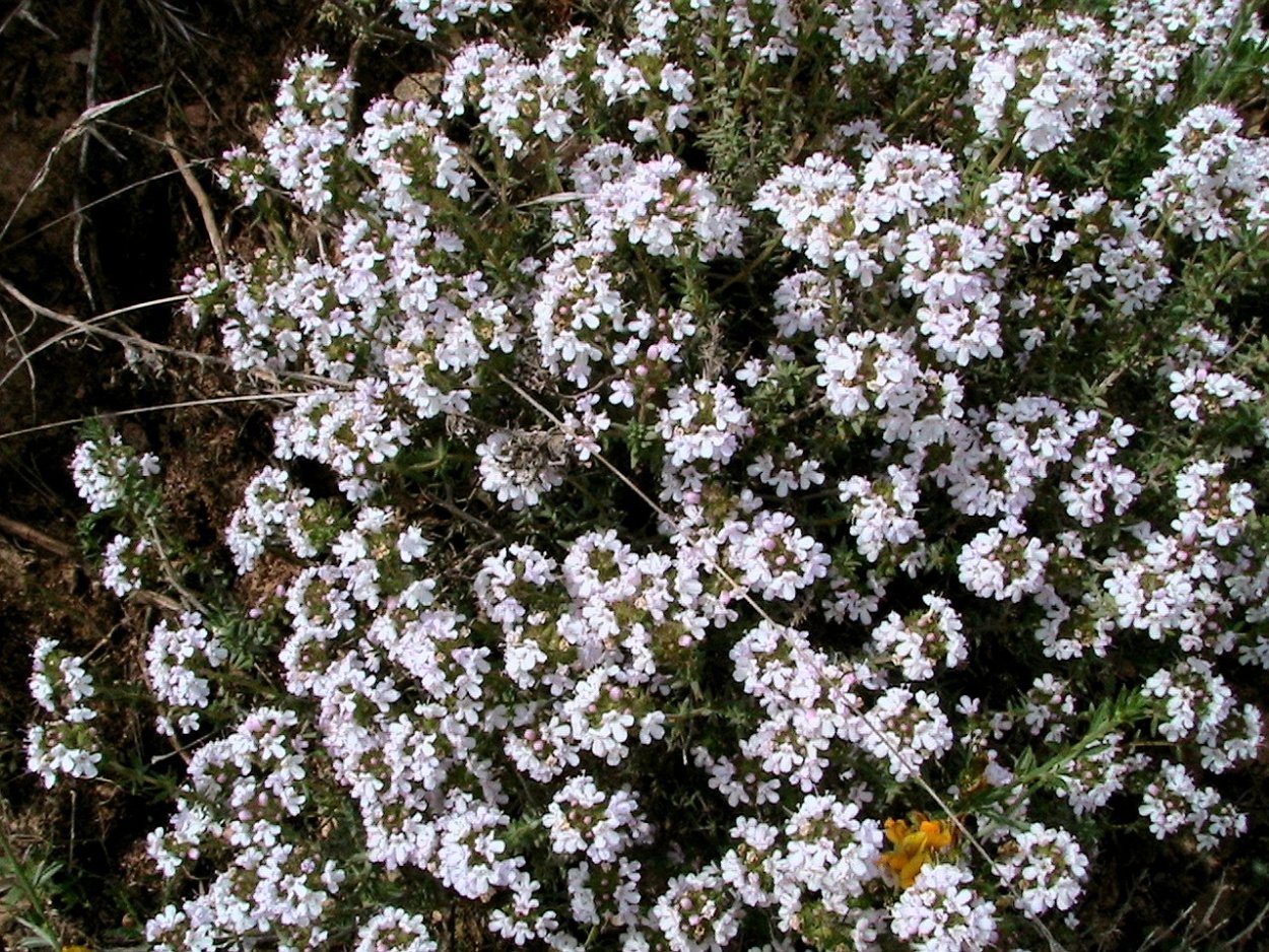 Тимьян обыкновенный Thymus vulgaris