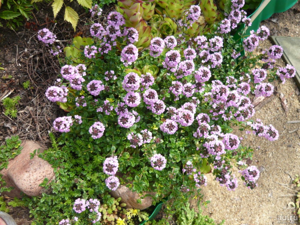 Чабер садовый тимьян садовый садовый