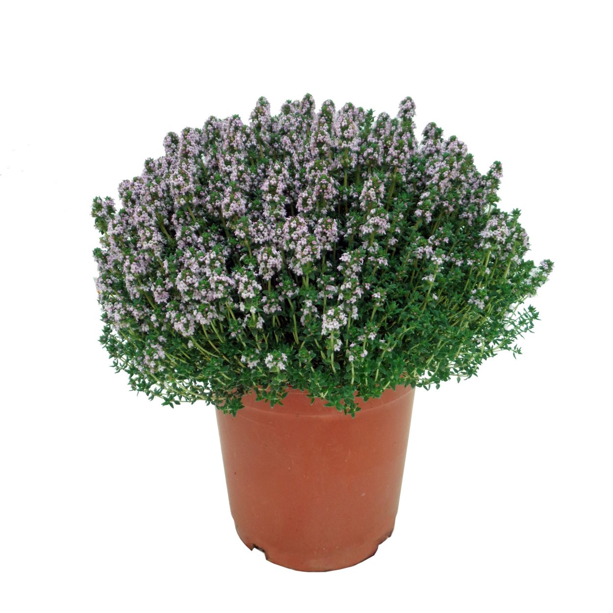 Тимьян куст