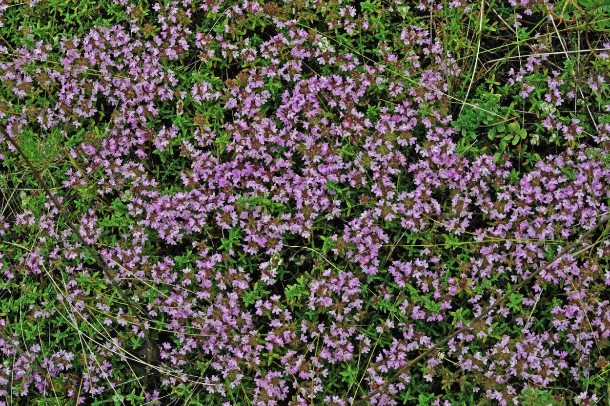Дикий тимьян