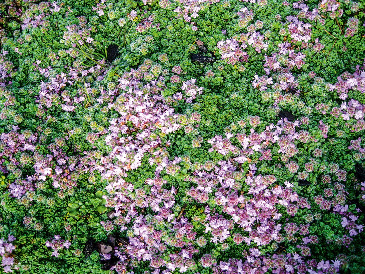 Тимьян Thymus praecox Minor