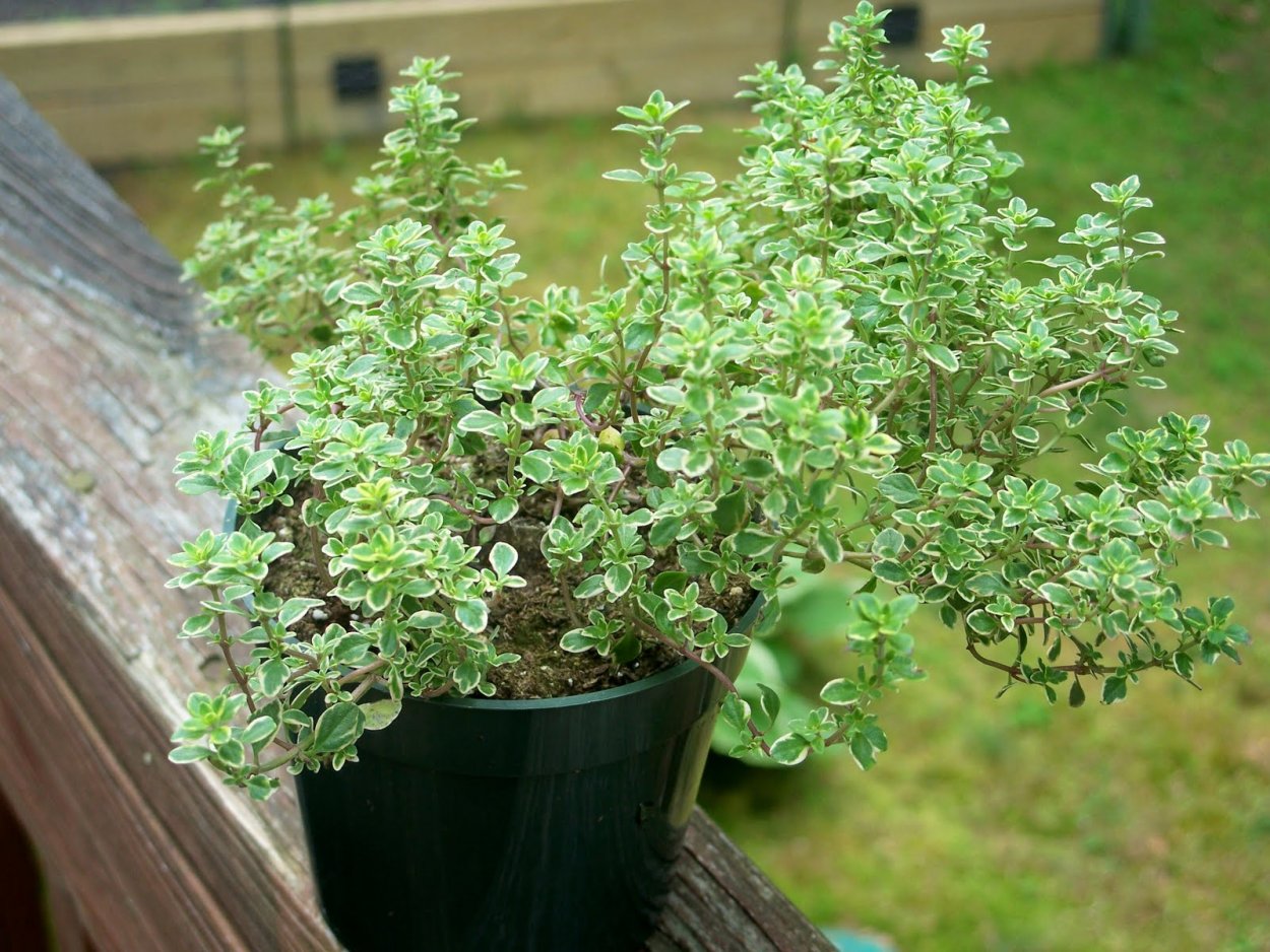 Тимьян лимон Вариегата