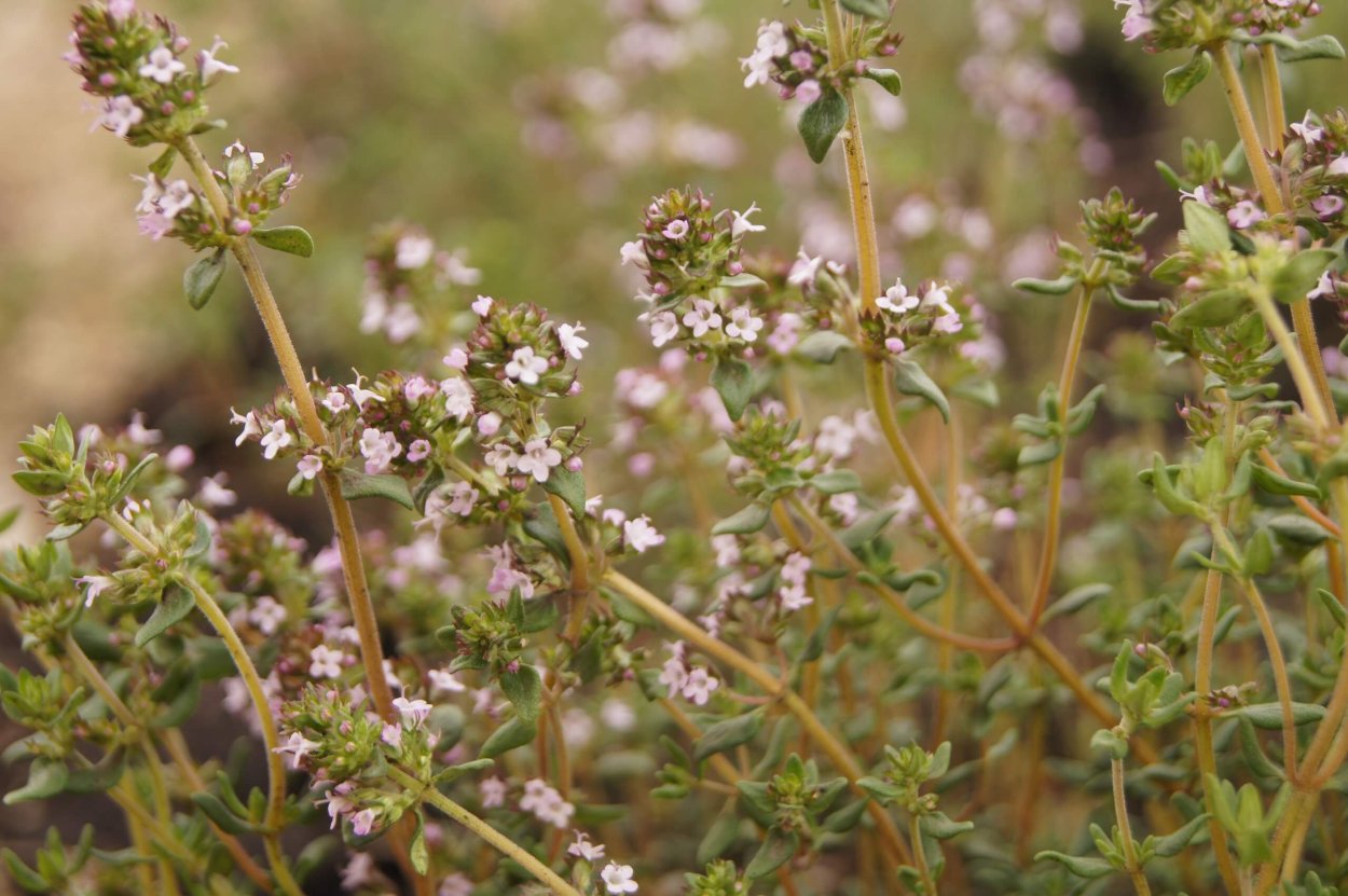 Чабрец тимьян обыкновенный