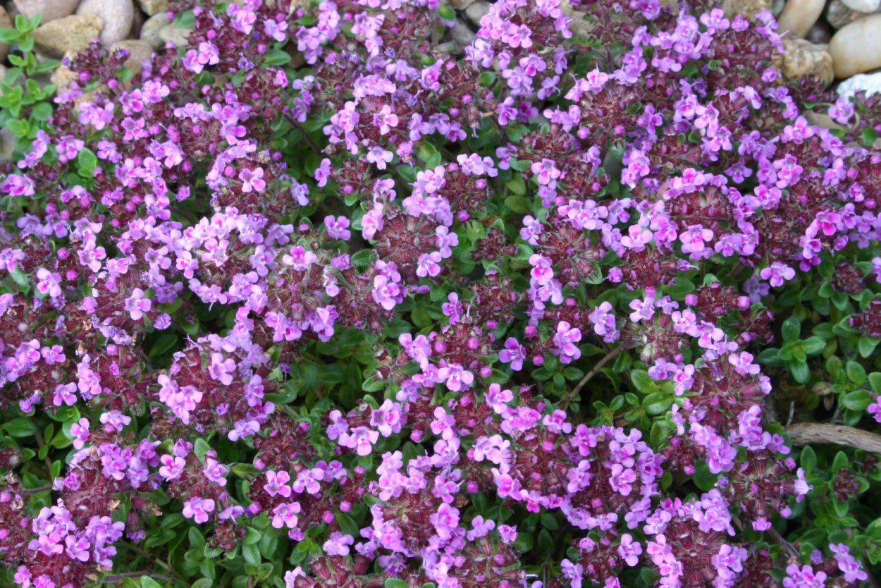 Тимьян обыкновенный