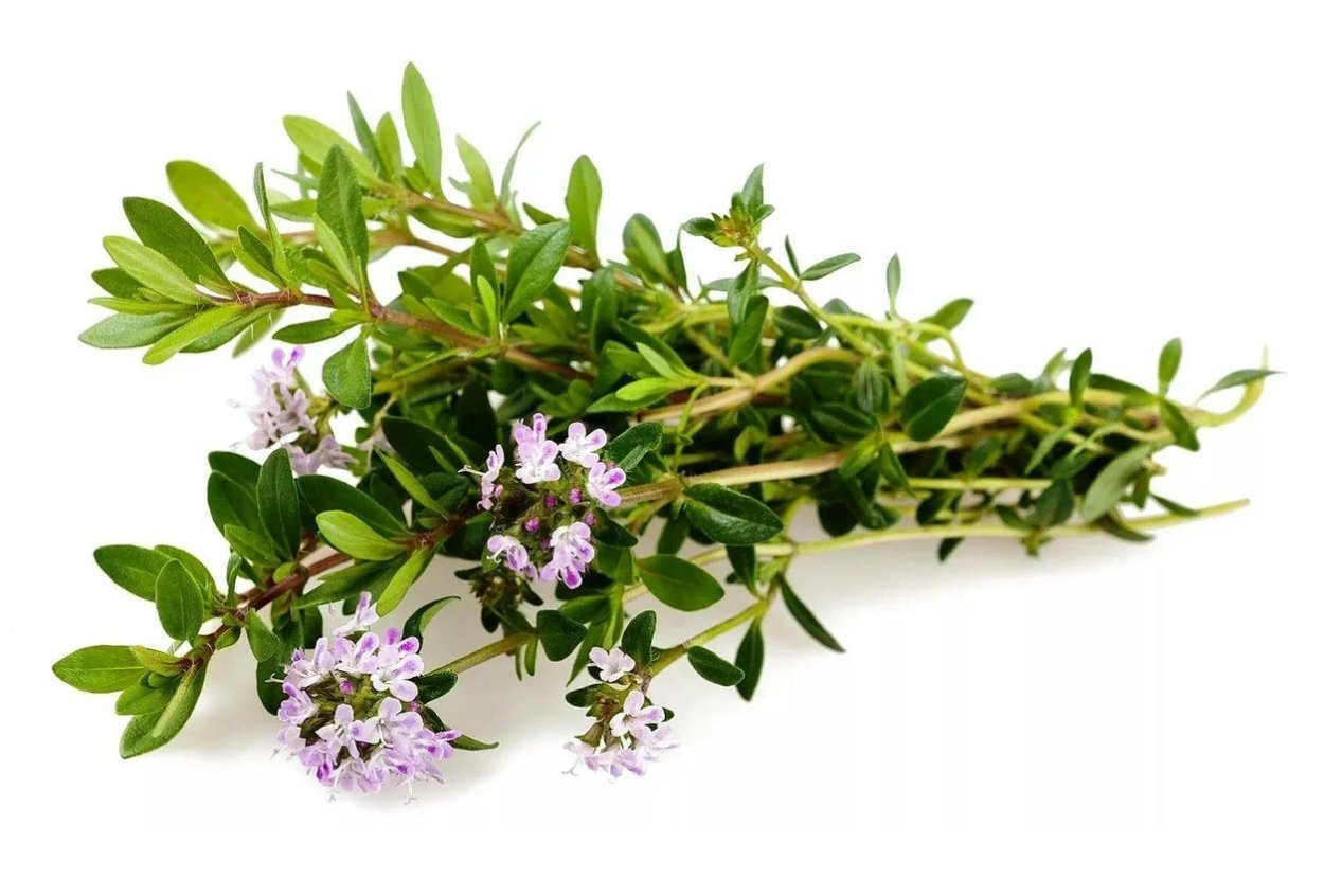 Сок тимьяна