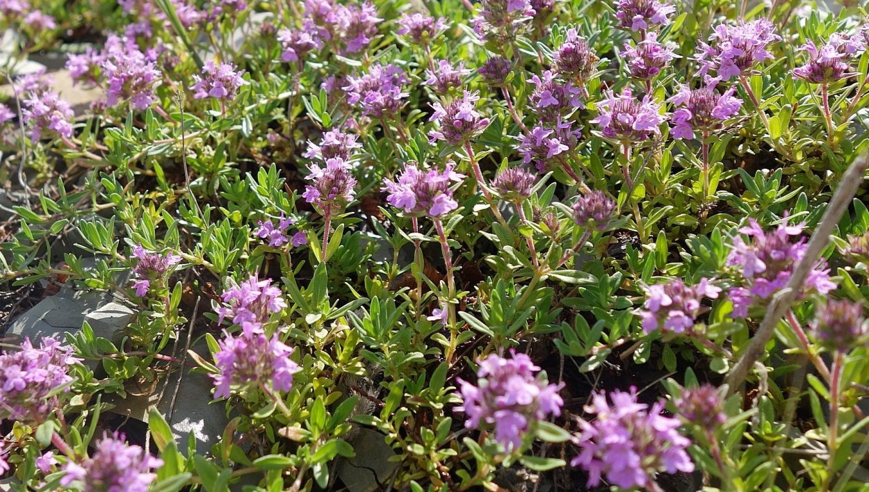 Thymus nummularius