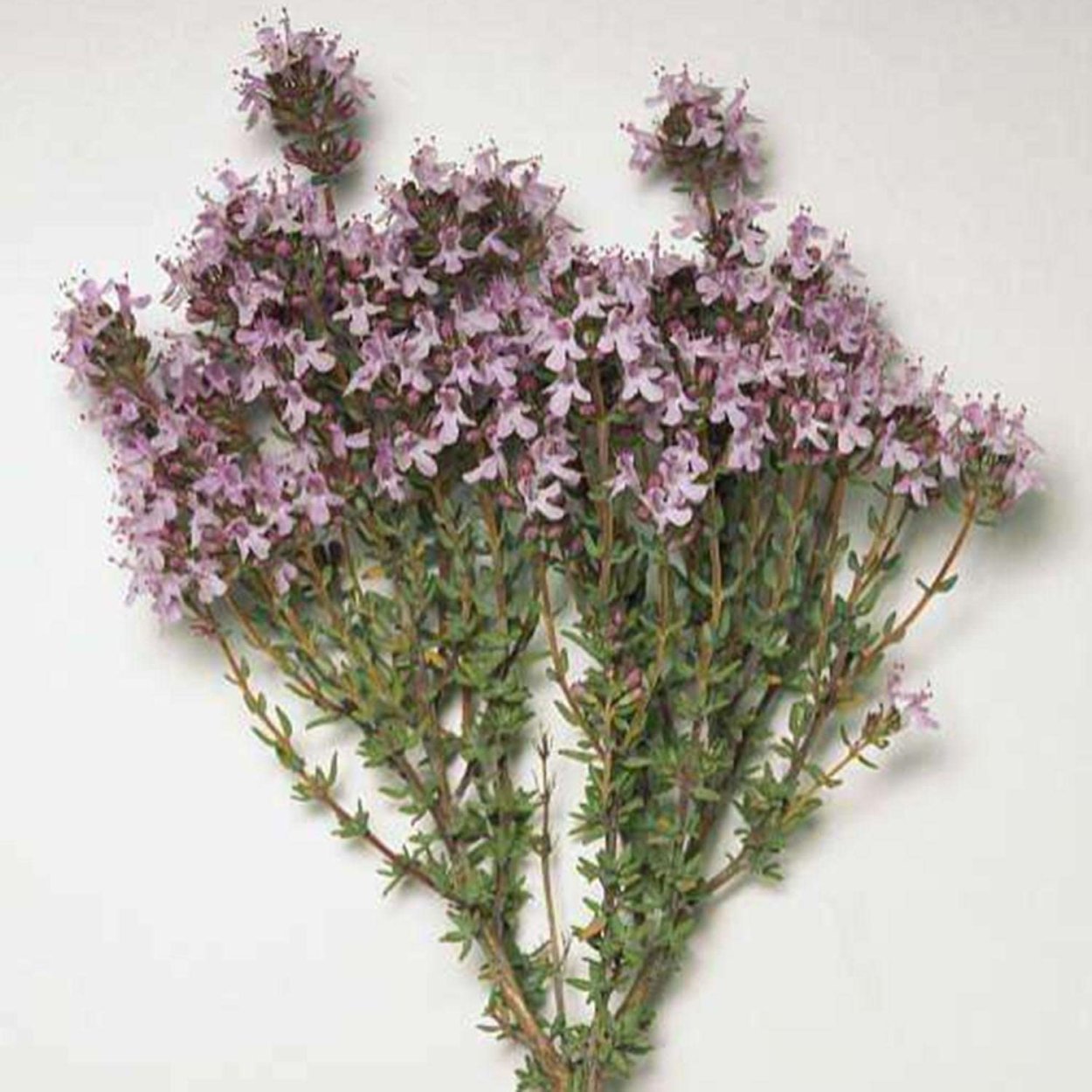 Тимьян Луговой