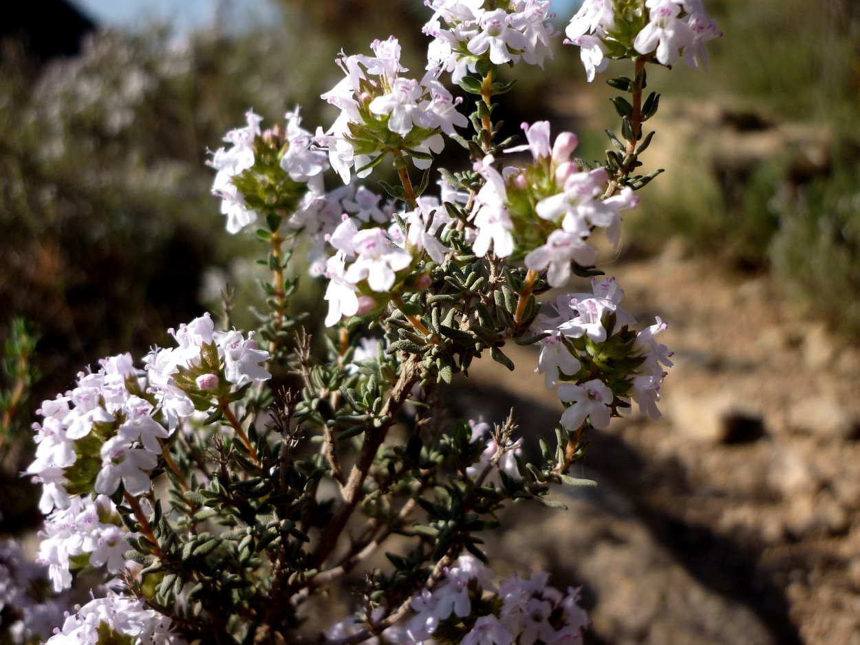 Тимьян Thymus vulgaris