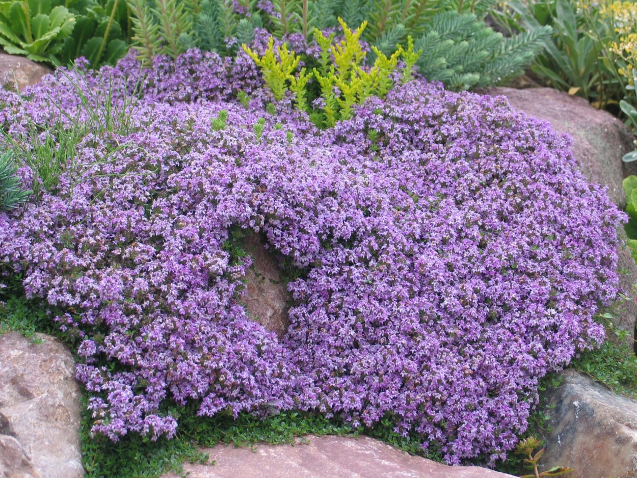 Почвопокровные многолетники тимьян