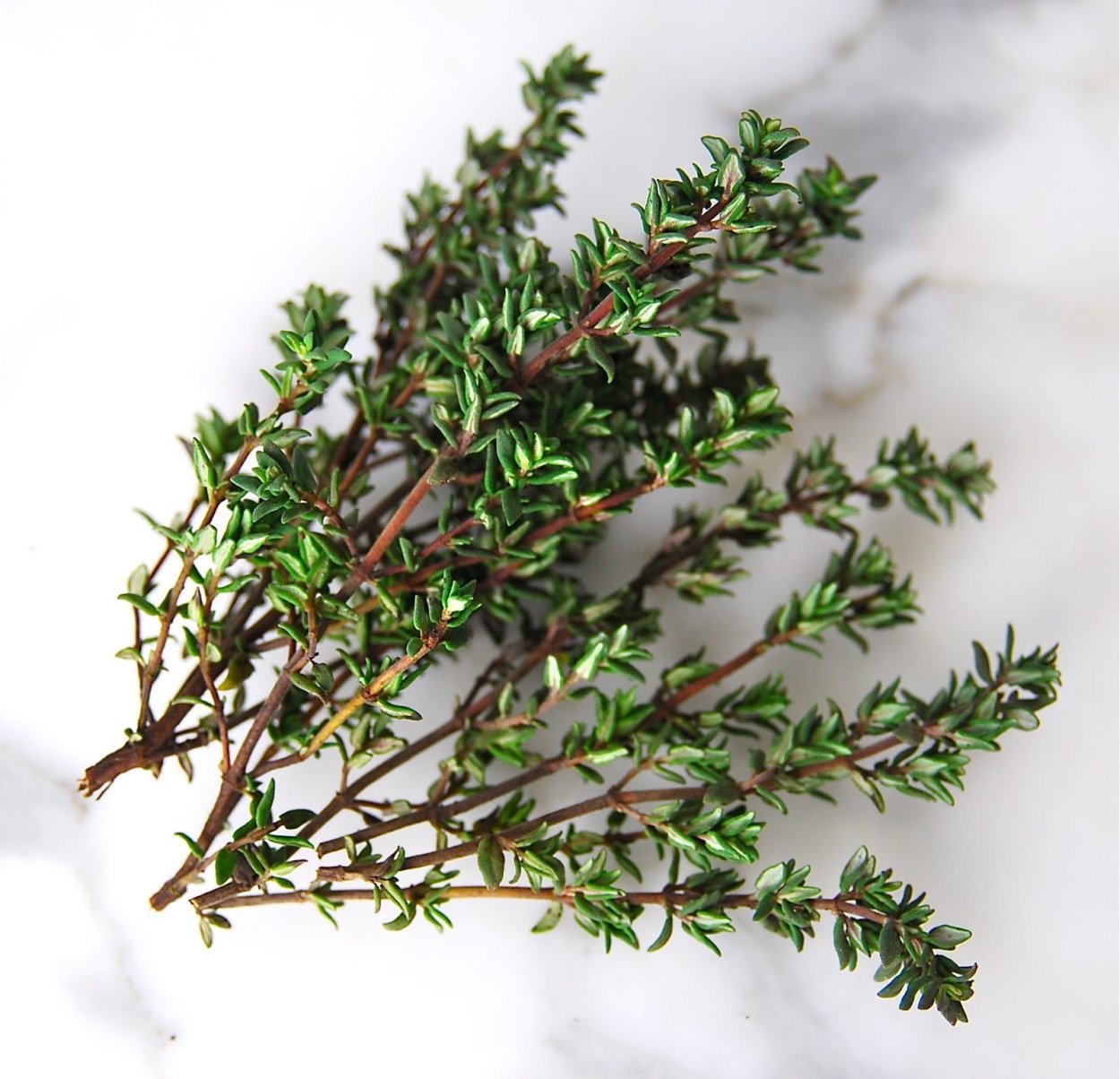 Тимьян длинноцветковый