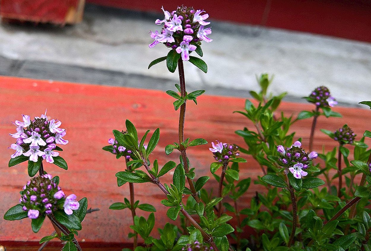 Heinz тимьян розмарин