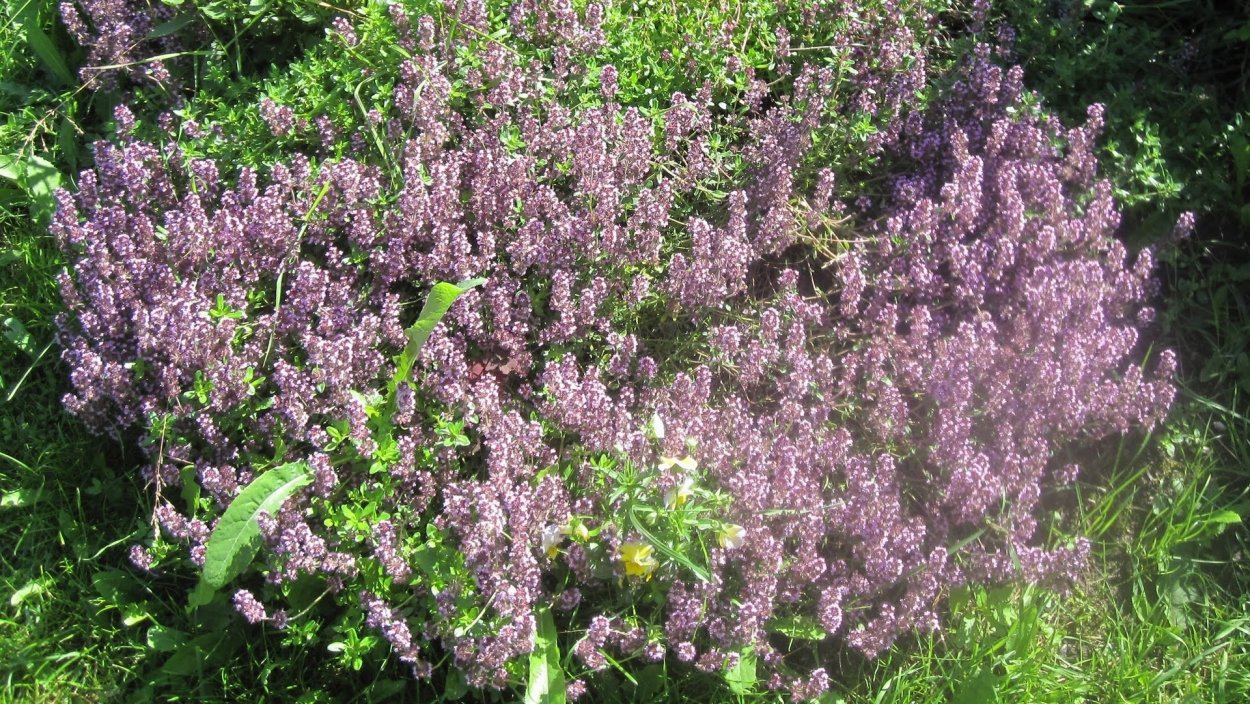 Чабрец Зоммертайм