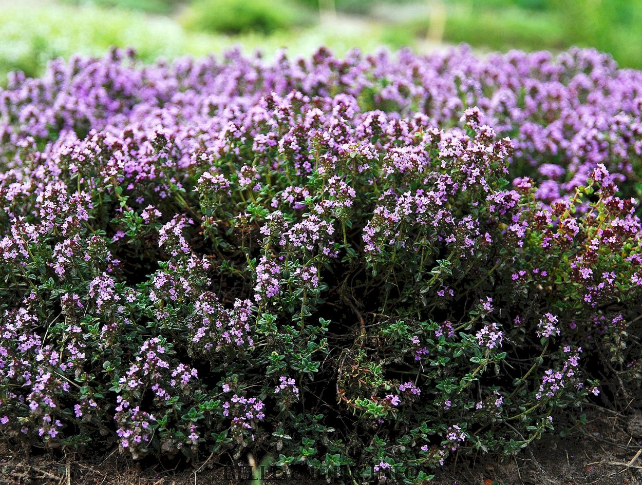 Тимьян (чабрец)