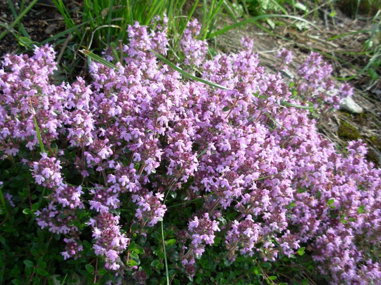 Тимьян ползучий (Thymus serpyllum)