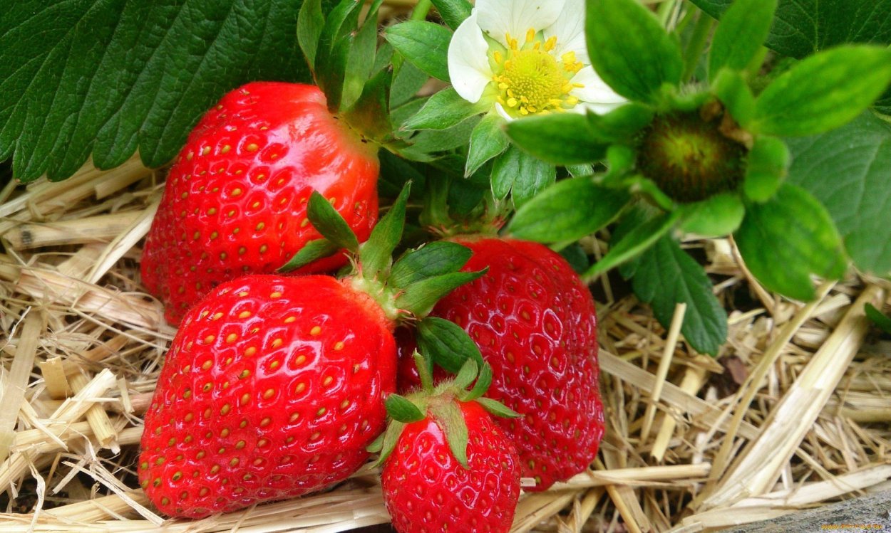 Кустика клубники для аппликации