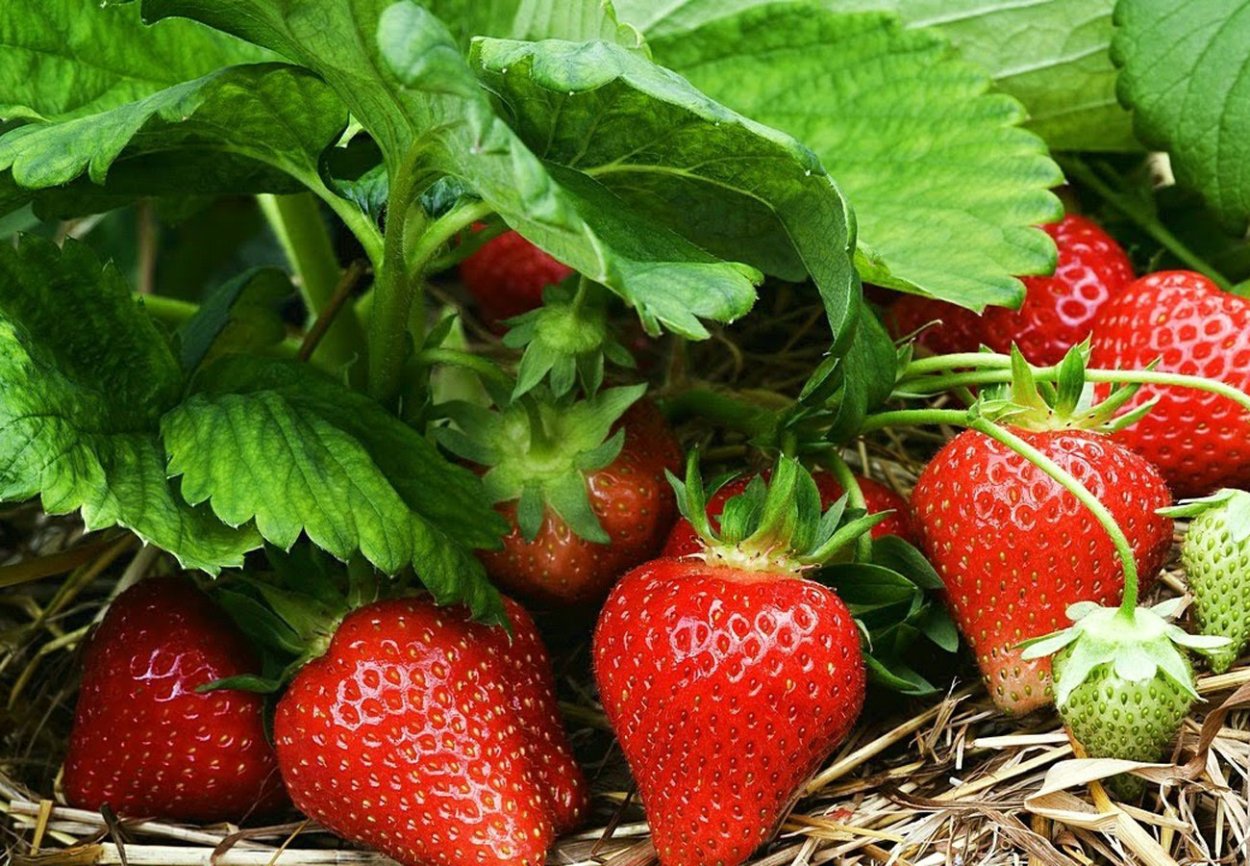 Первая земляника