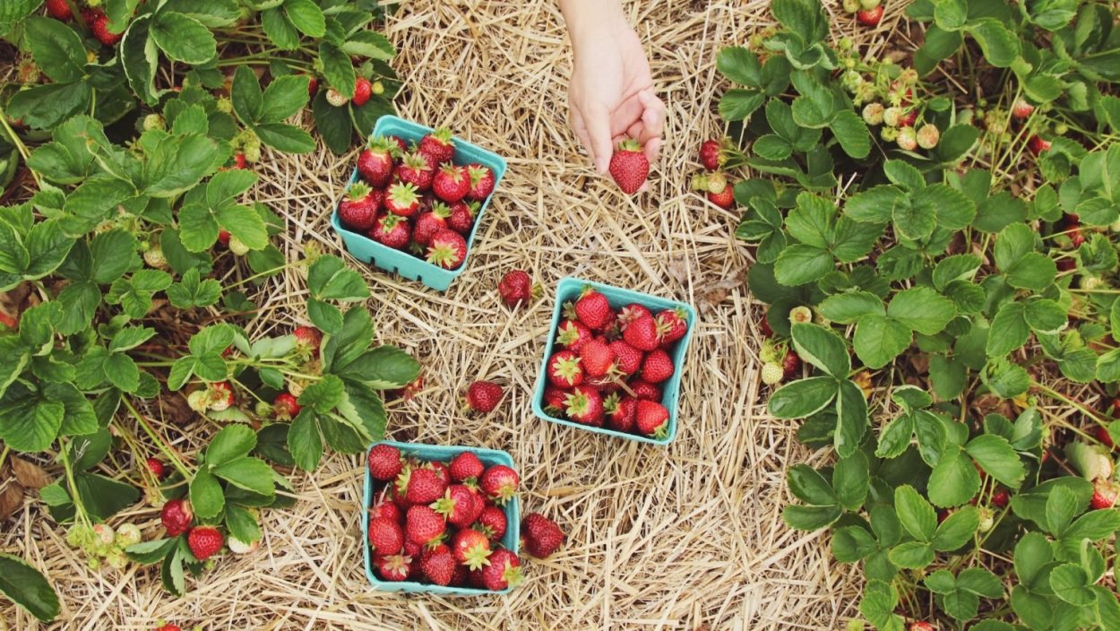 Клубника в огороде