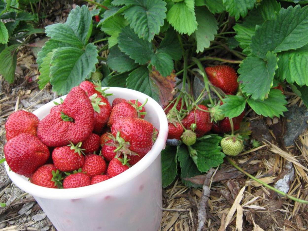 Куст клубники вектор