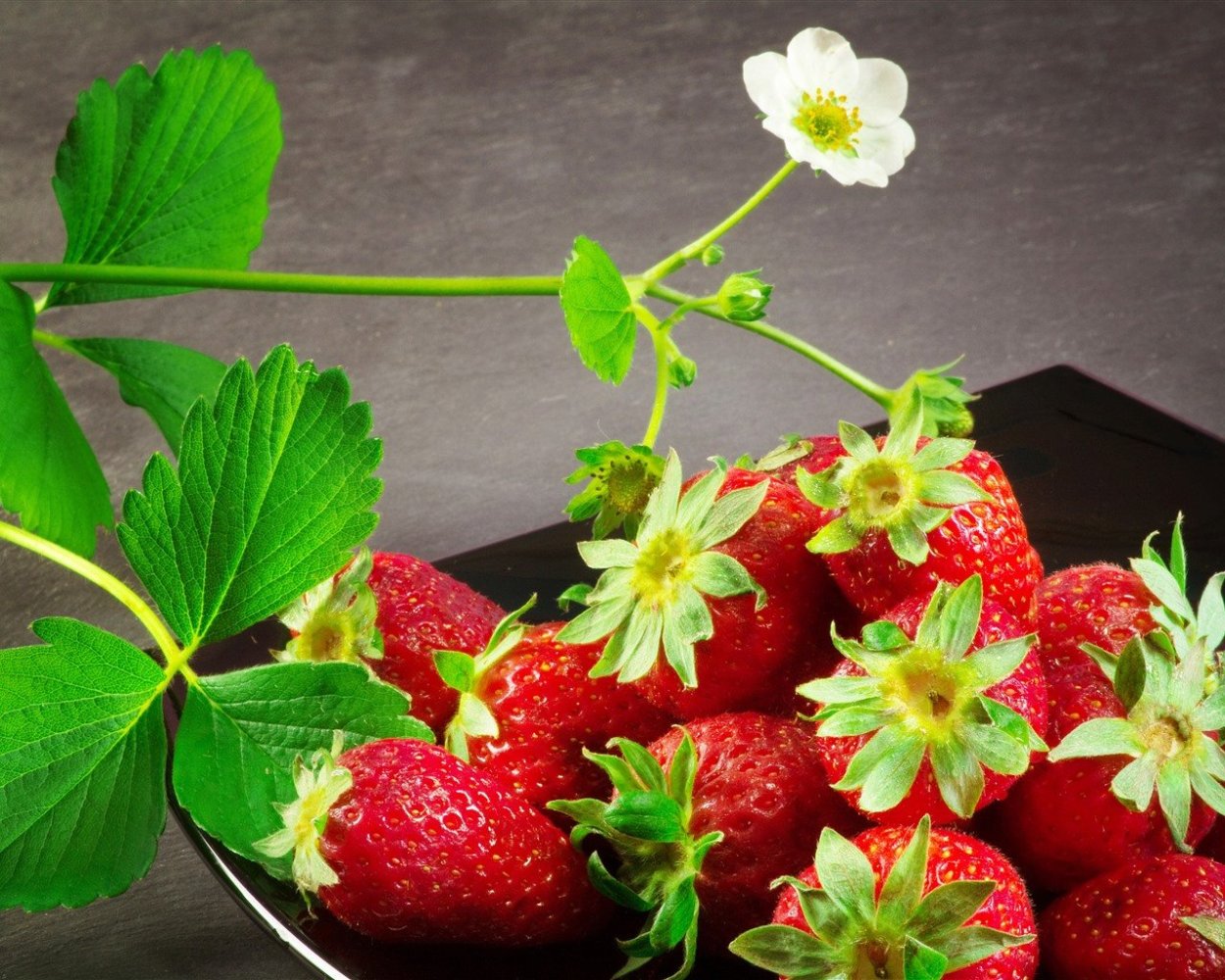 Земляника Садовая камрад