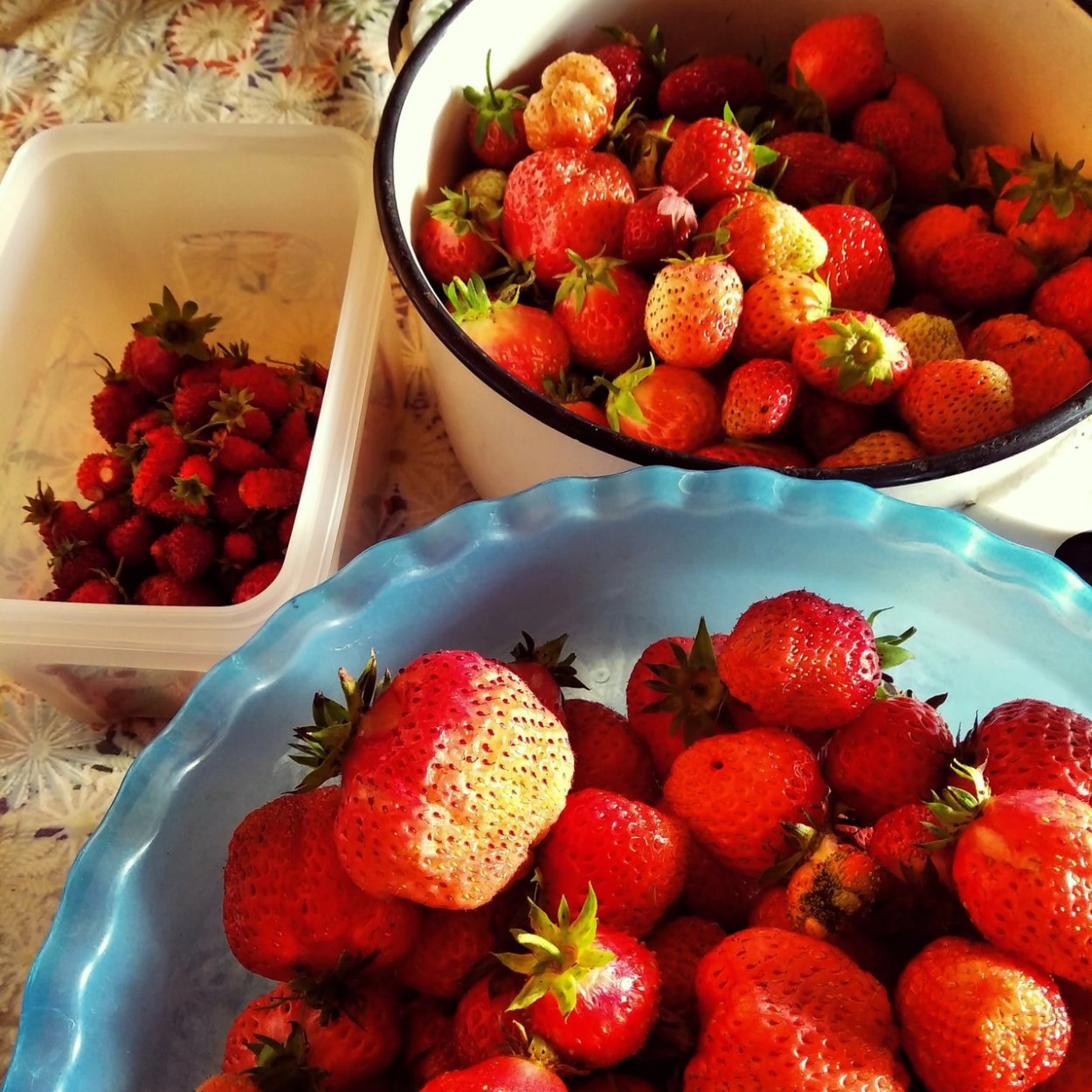 День клубники