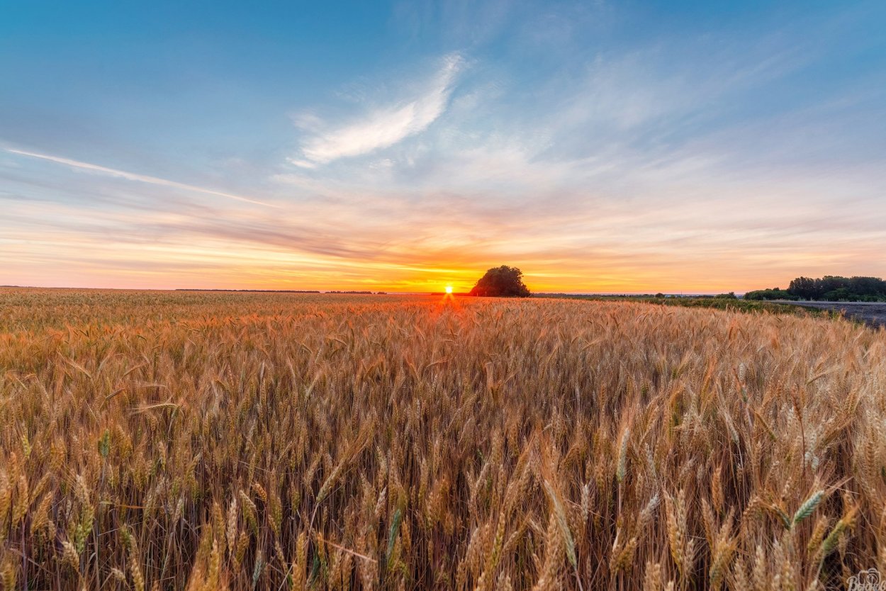 Ростовская область хлебные поля