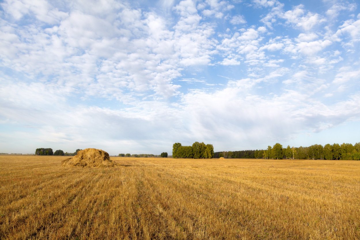 Осеннее поле
