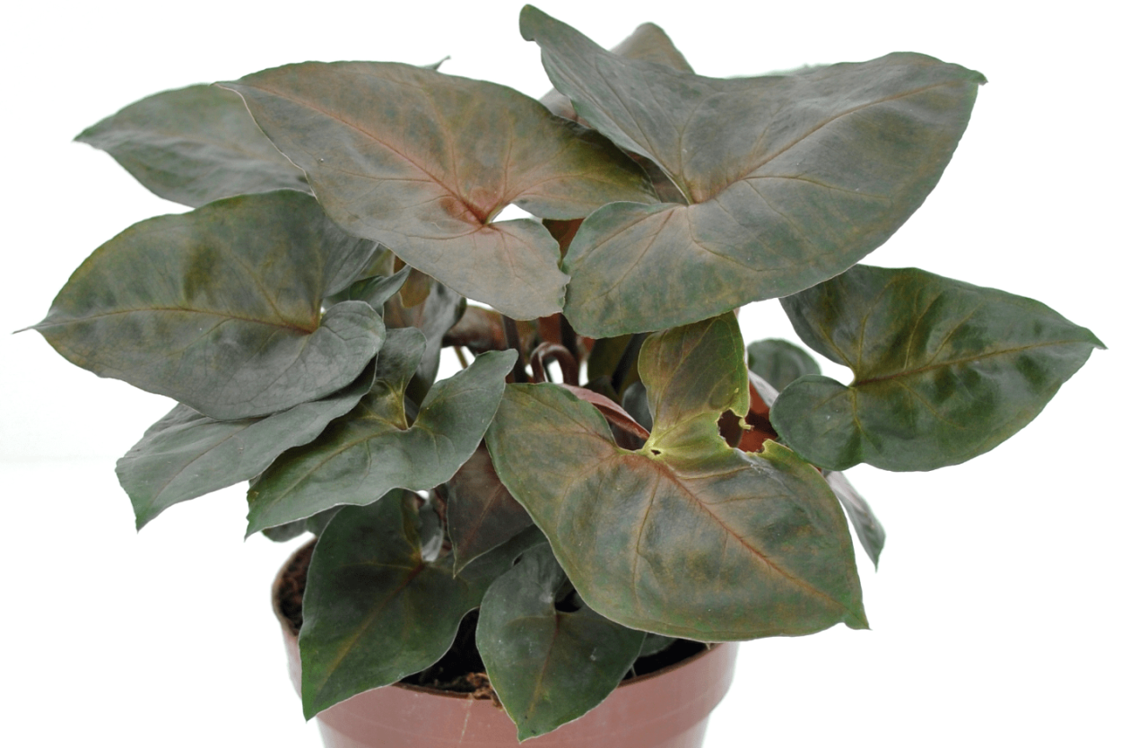 Сингониум Брокант