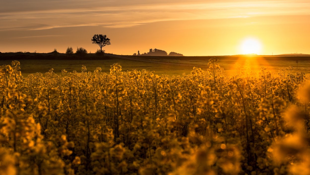 Рапсовое поле