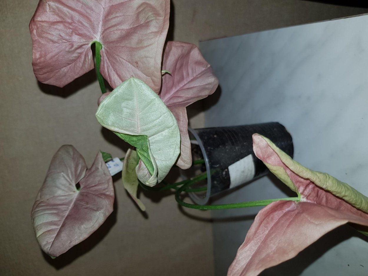 Сингониум Арроу