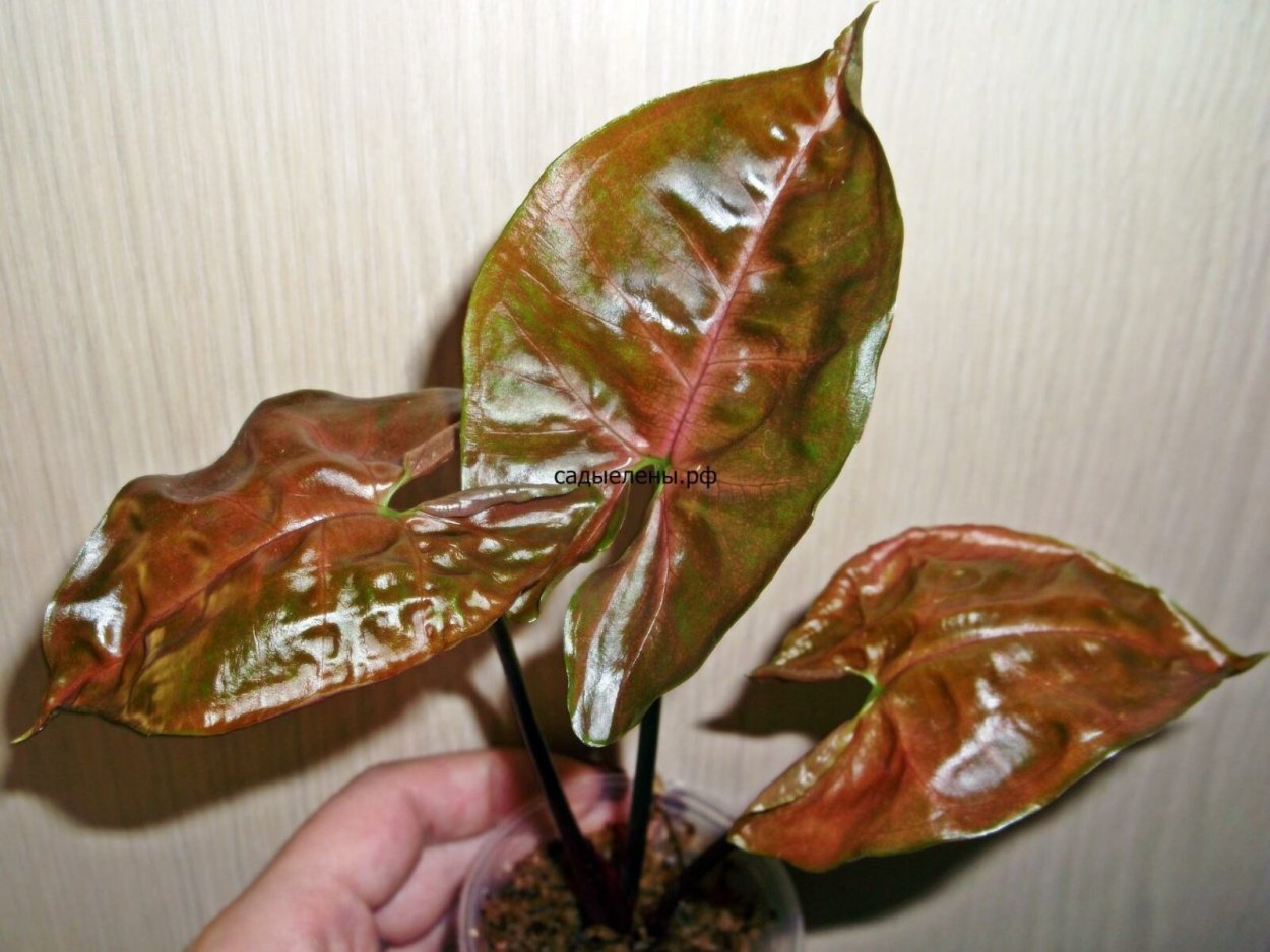 Сингониум неон Броканте