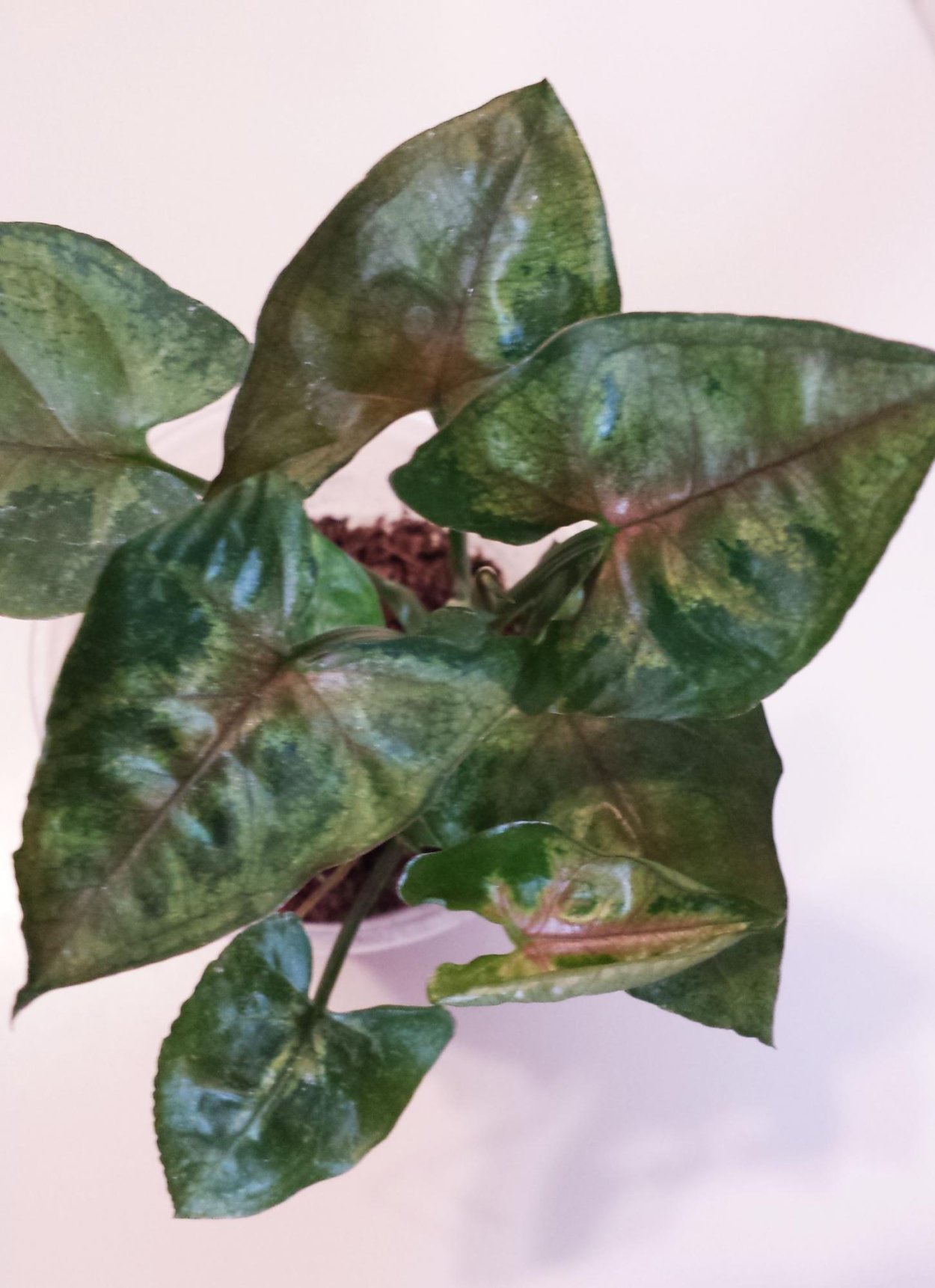 Сингониум Вендланда,450 и 350р