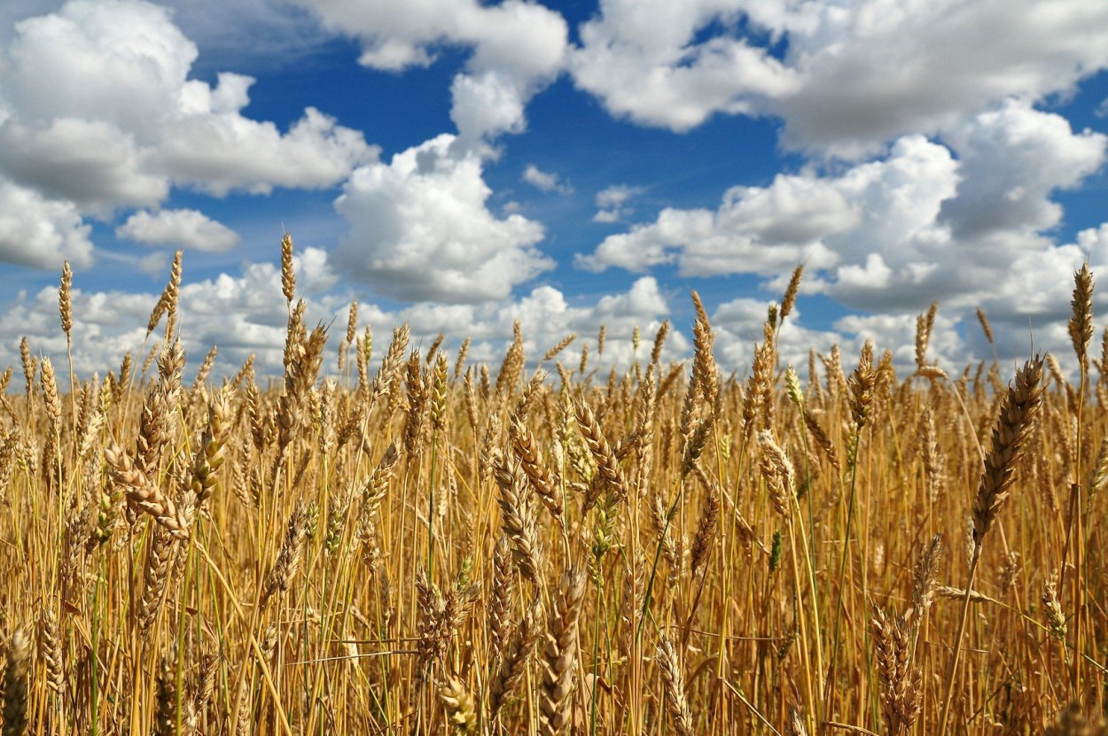 Хлебные поля Краснодарского края