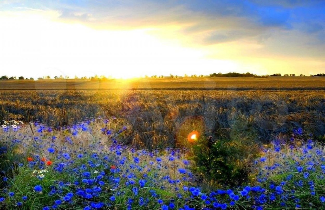 Васильково поле