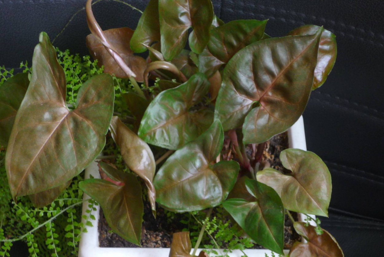 Сингониум Броканте