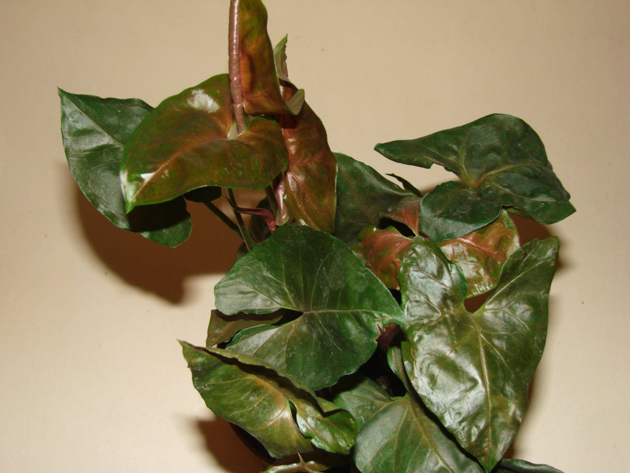 Сингониум неон Пинк