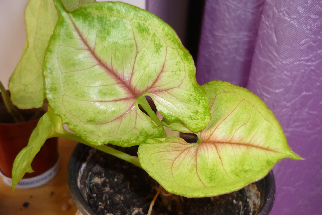 Сингониум неон Пинк