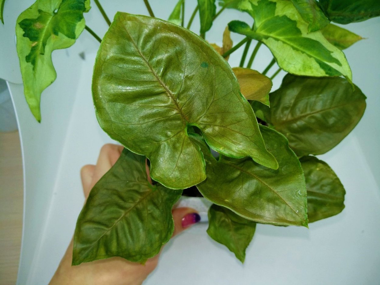 Сингониум three Kings