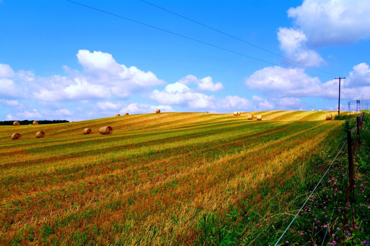 Поля Курской области