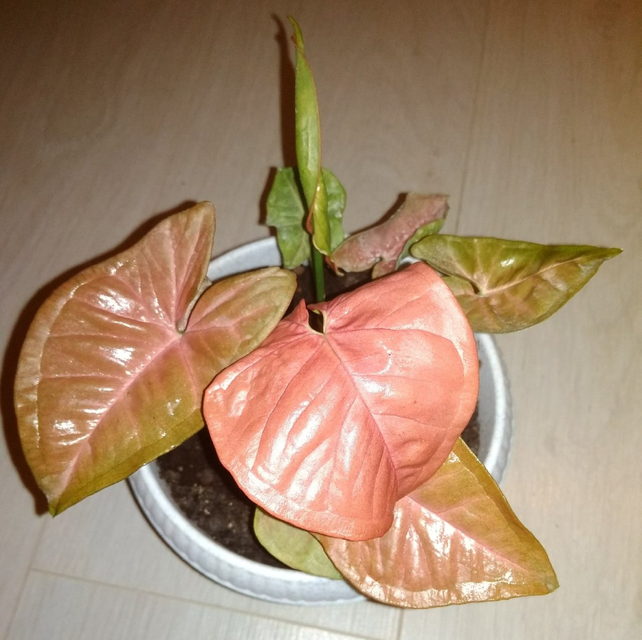 Сингониум Голден венейшн