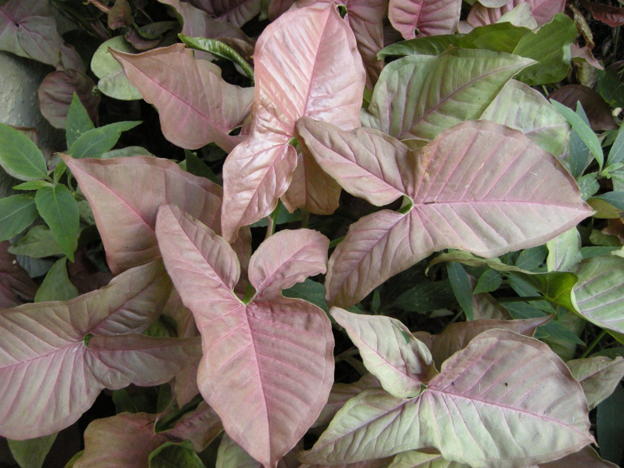 Сингониум Лиана