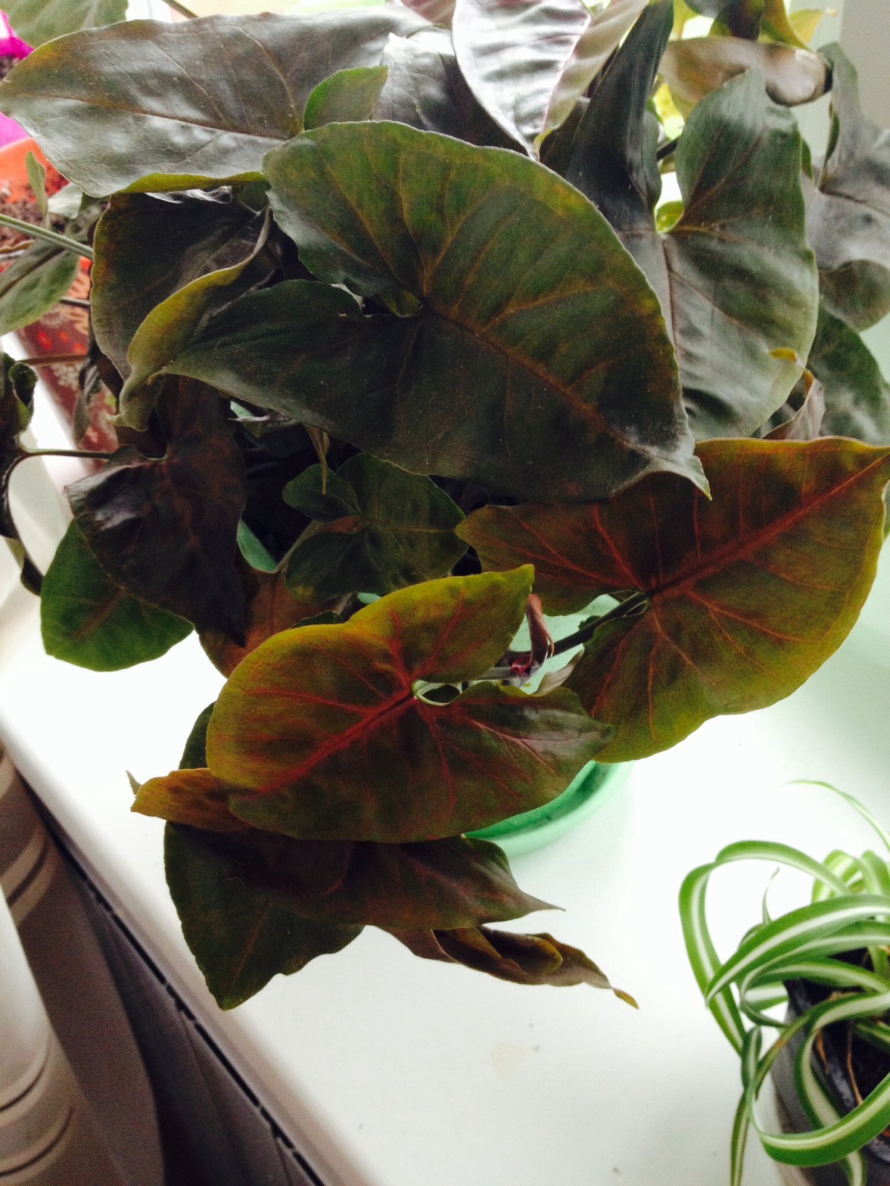 Сингониум Брокант