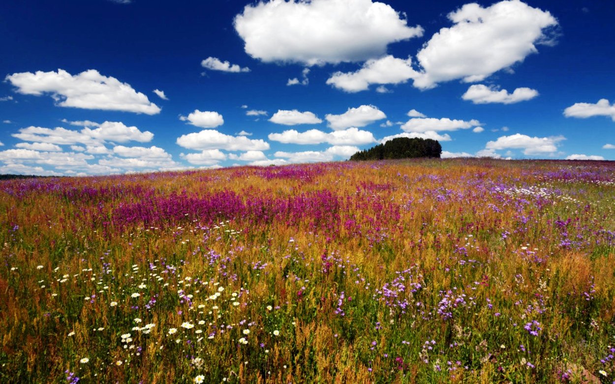 Донская степь разнотравье