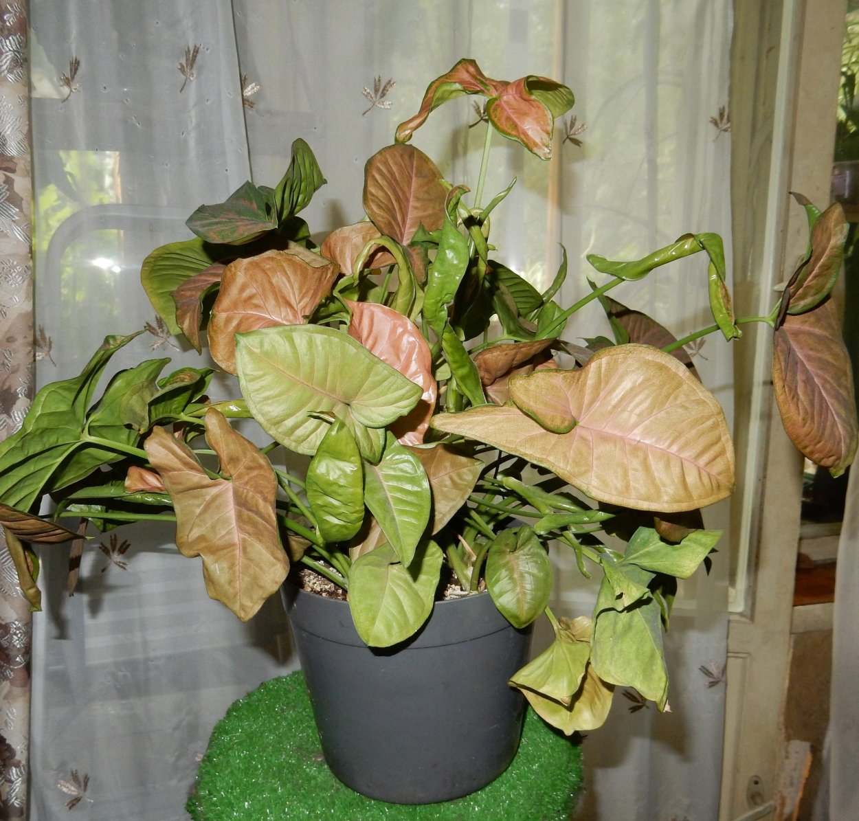 Сингониум Жаде