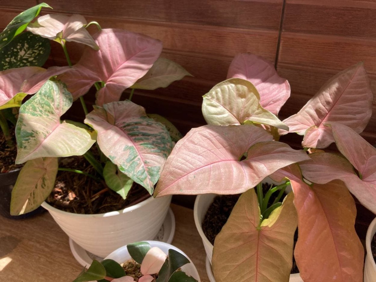 Сингониум Голден аллюжен