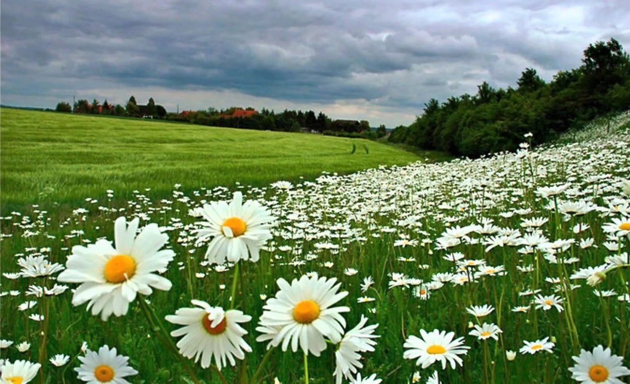 Ромашковое поле